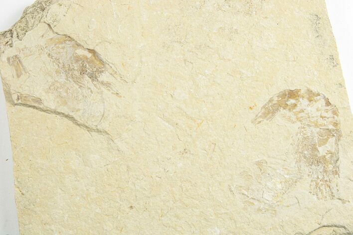 Three Cretaceous Fossil Shrimp - Lebanon #249848